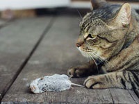 Etetés macskák természetes corms - megfelelő táplálkozás