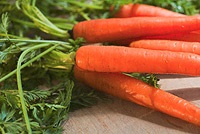 Rădăcini legume morcovi, sfecla, ridiche, napi - agrotehnica și cele mai bune soiuri