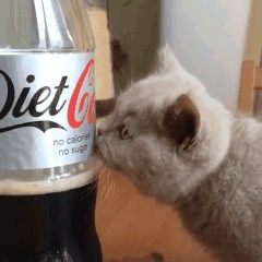 Cat, dieta
