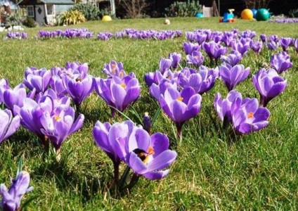 Crocii îngrijirea și cultivarea în grădină, reproducerea de crocuses