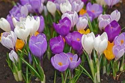 Crocii îngrijirea și cultivarea în grădină, reproducerea de crocuses