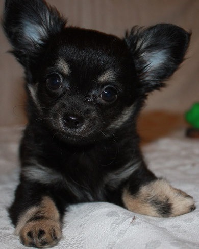 Cumpărați un catelus de chihuahua într-o grădiniță din Moscova, vânzarea de câini de rasă pură - site-ul monsarey