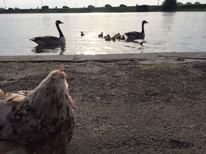 Găina, născută fără ochi, se apropia de toate animalele din fermă