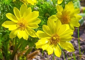 Proprietățile de vindecare ale câmpului bindweed (mesteacan)