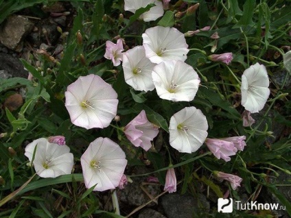 Proprietățile de vindecare ale câmpului bindweed (mesteacan)