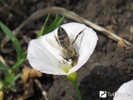 Proprietățile de vindecare ale câmpului bindweed (mesteacan)