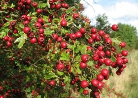 Proprietățile de vindecare ale câmpului bindweed (mesteacan)