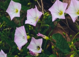 Proprietățile de vindecare ale câmpului bindweed (mesteacan)