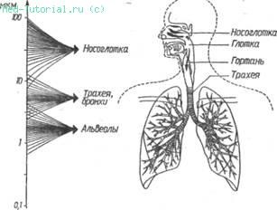 Tratamentul cu aerosoli (terapie prin inhalare), capitolul 8