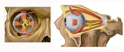 Tratamentul exophthalmosului în Israel