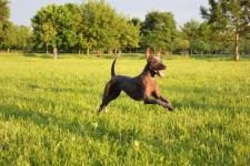 Câine gol mexican (xoloitzcuintle) fotografie, descrierea rasei, îngrijire