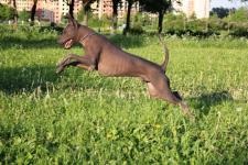 Câine gol mexican (xoloitzcuintle) fotografie, descrierea rasei, îngrijire