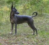 Câine gol mexican (xoloitzcuintle) fotografie, descrierea rasei, îngrijire