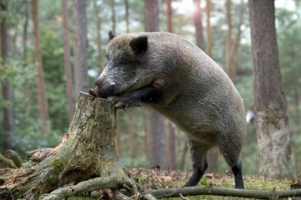 Locuri de vânătoare în Karelia, odihnă în Karelia într-o casă privată, vânătoare în pădure