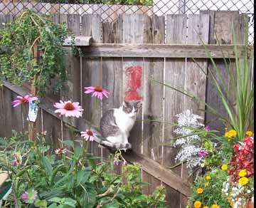 Egy hely a macskának a kertben, tippek egy kertész számára