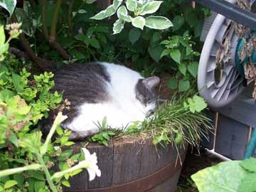 Un loc pentru o pisică în grădină, sfaturi pentru un grădinar