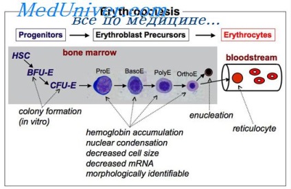 Az erythropoiesis mechanizmusa és szabályozása