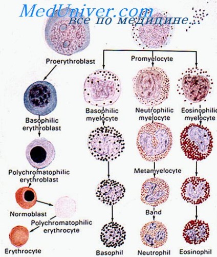 Az erythropoiesis mechanizmusa és szabályozása