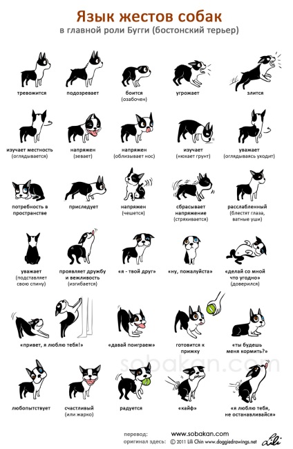 Mimicrie, comportament câine, semne de degustare și cele mai frecvente greșeli