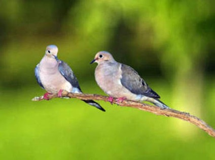 Lumea păsărilor - fotografii frumoase