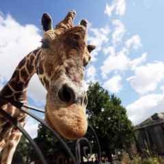 Moscova, știri, grădina zoologică din Moscova va face plimbări libere cu regizorul