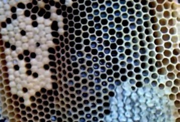 Acid formic pentru prelucrarea albinelor - cumpara in Ucraina