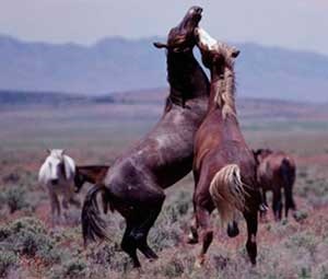 Mustang, cal mustang, mustang cal sălbatic, animale