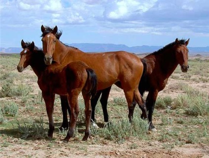 Mustang, cal mustang, mustang cal sălbatic, animale