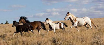 Mustang, cal mustang, mustang cal sălbatic, animale