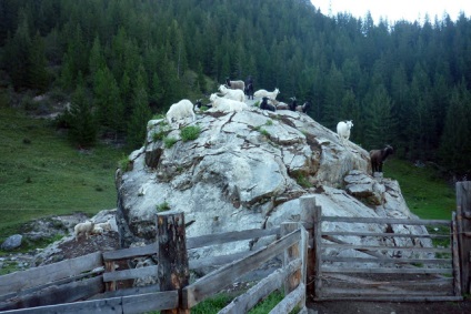 Cu mașina spre Altai (9-14 august 2011)