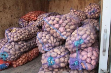 La târgurile de toamnă, cartofii din Chuvash vor fi presați de Kazan, seara locală