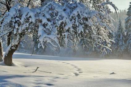 Semnele populare de iarnă - ghiciți vremea fără meteorologi