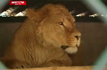 Az utcán Kutuzov él egy oroszlán · különleges küldetés · városi hírek Krasznojarszk