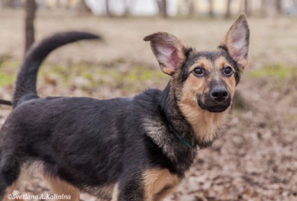 Găsiți un prieten la show-ul de câine din iulie, adăposturi, animale de companie, time out