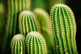 Nume, specie, poze cu cactusi, soiuri de flori de cacti, flori, poze,