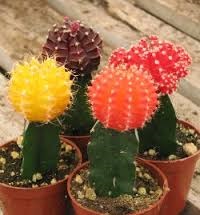 Nume, specie, poze cu cactusi, soiuri de flori de cacti, flori, poze,