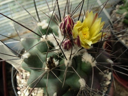 Nume, specie, poze cu cactusi, soiuri de flori de cacti, flori, poze,
