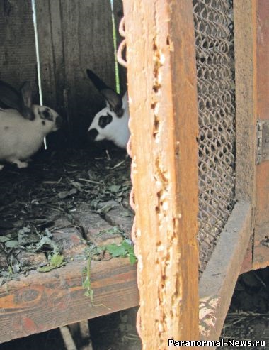 Animalul necunoscut continuă să atace iepurii din regiunea Lviv