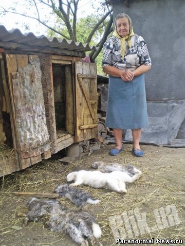 Animalul necunoscut continuă să atace iepurii din regiunea Lviv