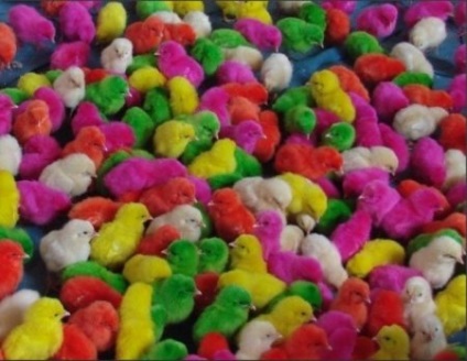 Noutatea prostiei umane, în loc de ouăle de Paște, este culoarea găinilor