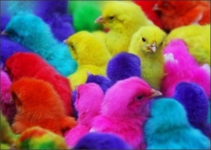 Noutatea prostiei umane, în loc de ouăle de Paște, este culoarea găinilor