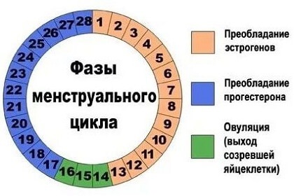 Загальні зміни в організмі жінки протягом менструального циклу - менструальна функція