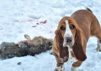 A Basset Hound fajta kutyáinak áttekintése A szabvány, a tartalom és a fotók leírása