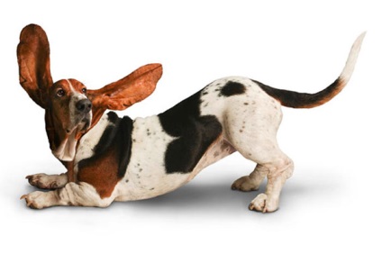 A Basset Hound fajta kutyáinak áttekintése A szabvány, a tartalom és a fotók leírása
