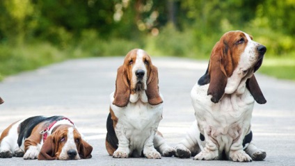 Prezentare generală a câinilor de rasa Basset Hound Descrierea standardului, conținutului și fotografiilor