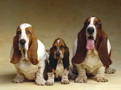 A Basset Hound fajta kutyáinak áttekintése A szabvány, a tartalom és a fotók leírása