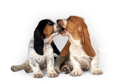 Prezentare generală a câinilor de rasa Basset Hound Descrierea standardului, conținutului și fotografiilor