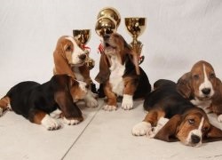 Prezentare generală a câinilor de rasa Basset Hound Descrierea standardului, conținutului și fotografiilor