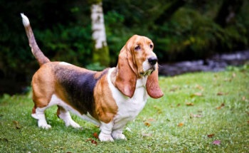 A Basset Hound fajta kutyáinak áttekintése A szabvány, a tartalom és a fotók leírása