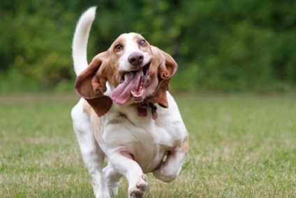 A Basset Hound fajta kutyáinak áttekintése A szabvány, a tartalom és a fotók leírása